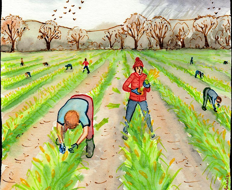 Image of daffodil pickers showing how UK farming relies on seasonal migrant workers