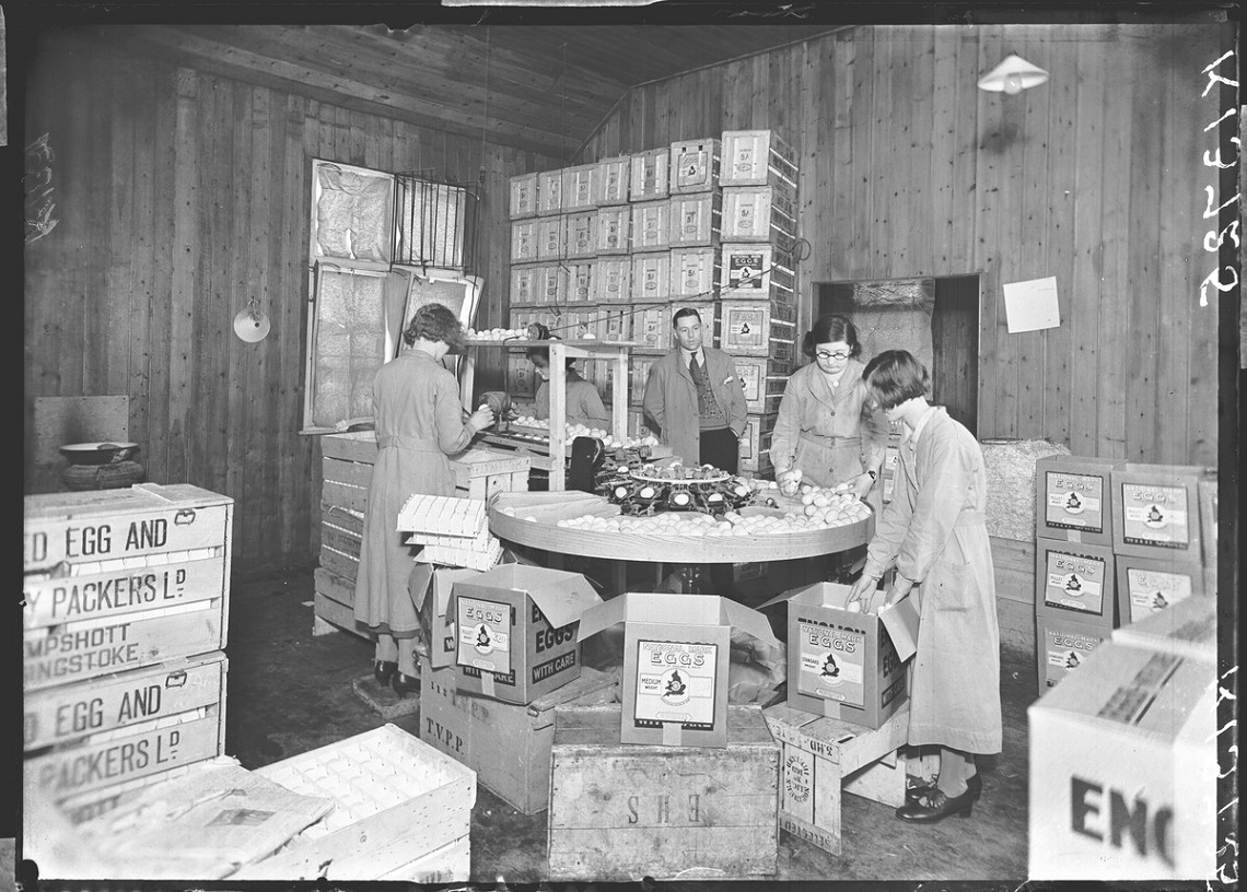 Workers grading or sorting eggs at the Thames Valley Egg Packing Station