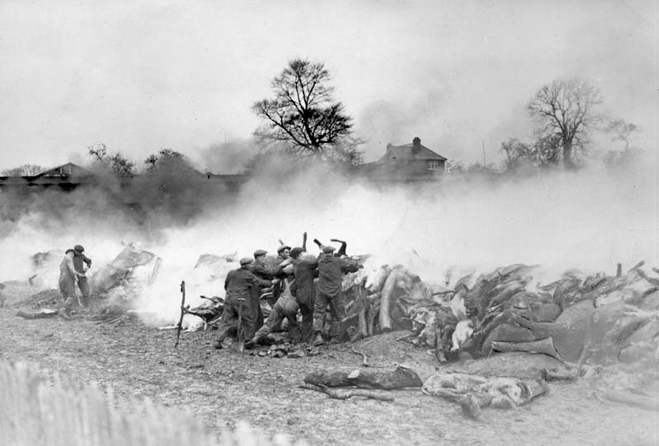 FOOT AND MOUTH DISEASE OUTBREAK AT STURMINSTER NEWTON DORSET (1935)