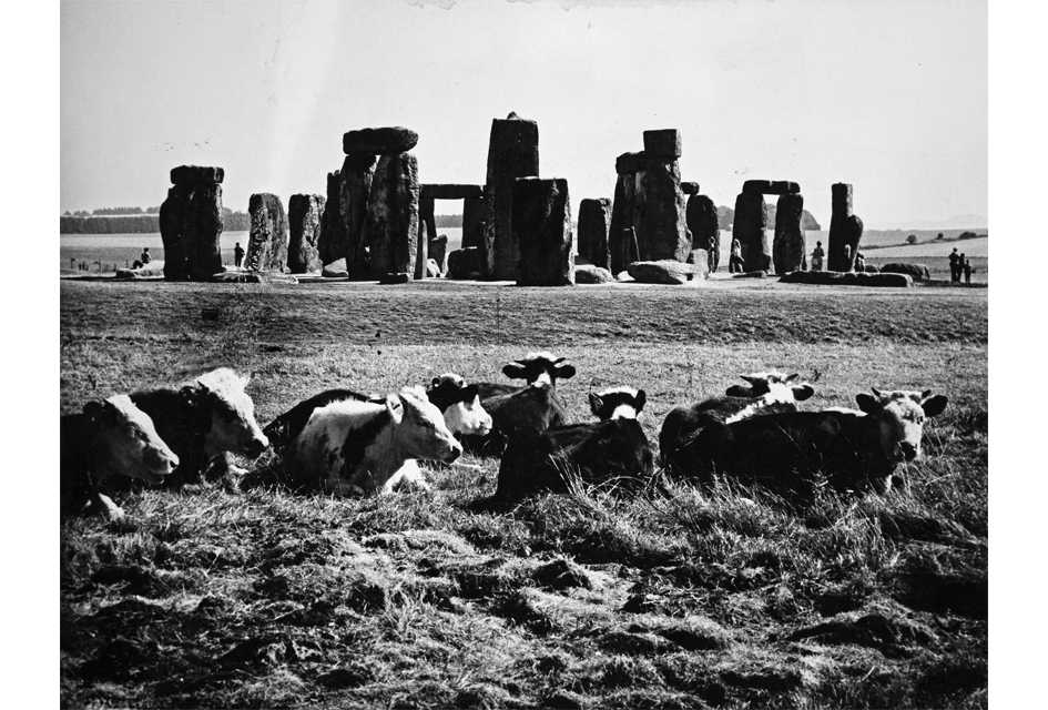 CATTLE NEAR STONEHENGE, WILTSHIRE (1965)