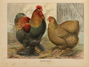 Partridge Cochins from The new book of poultry by Lewis Wright (1902), one of hundreds of poultry books in The MERL Library.