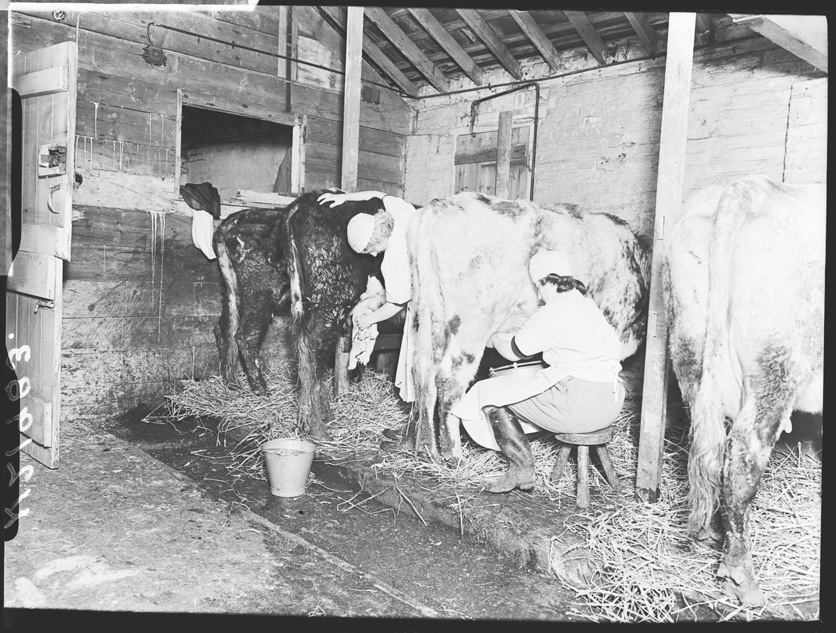 'The biggest cow I'd ever seen'