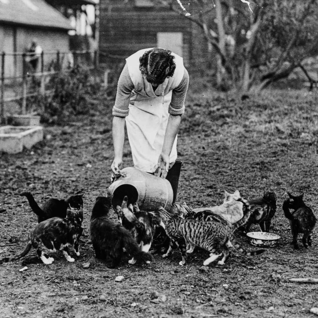 Milk well earned Cats drinking milk on a farm.