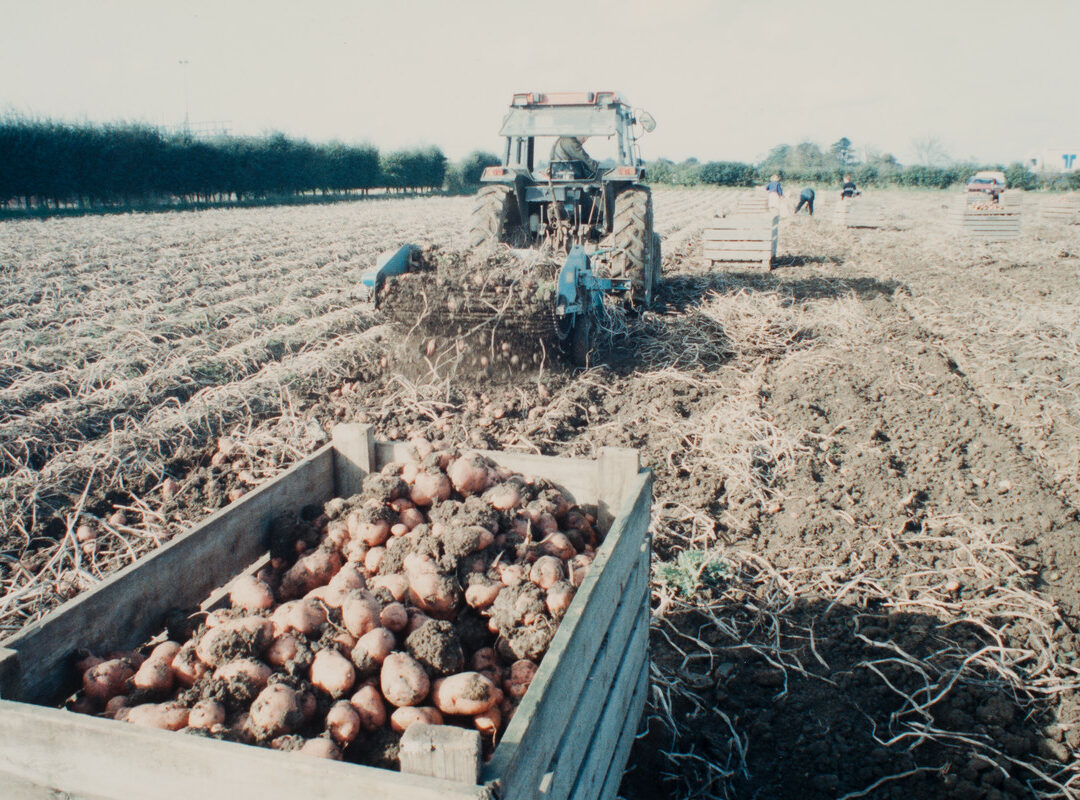 Colour prints of pumpkins, sugar beet and potato harvest and Farming News Farm Shop Harvesting of sugar beet, potatos and pumpkins! Taken by Peter Adams. (MERL PH2/122C)