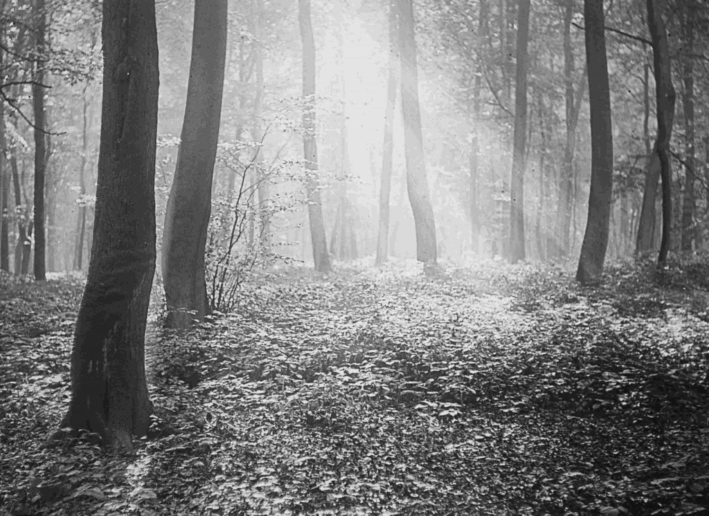 Sunlight shining through a woodland.