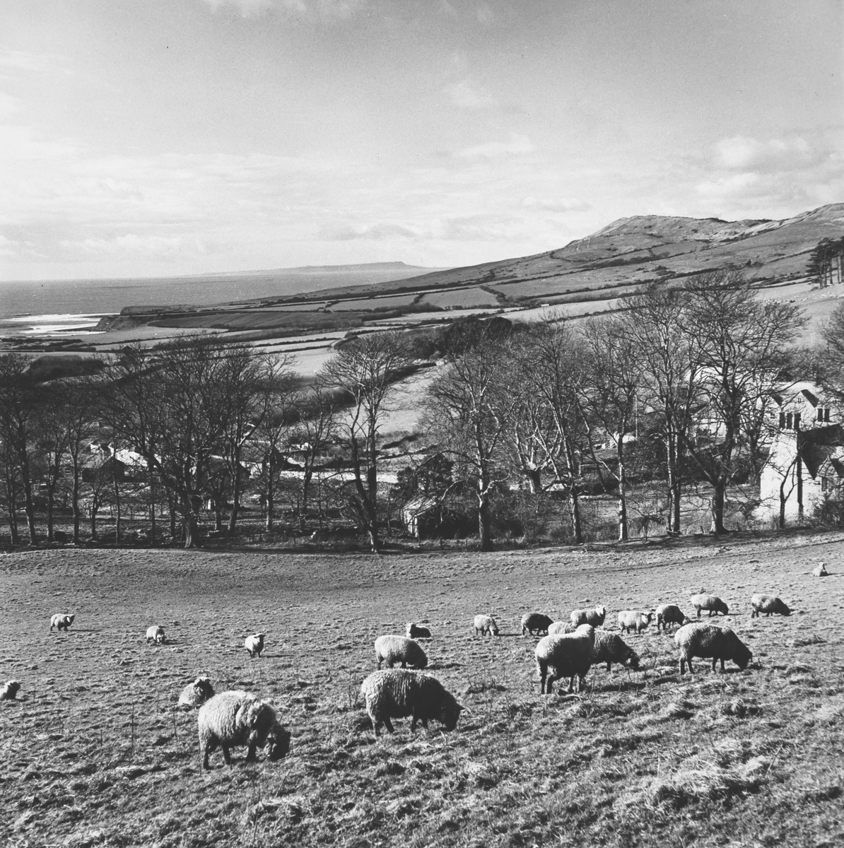 Sheep grazing in the Dorset countryside.