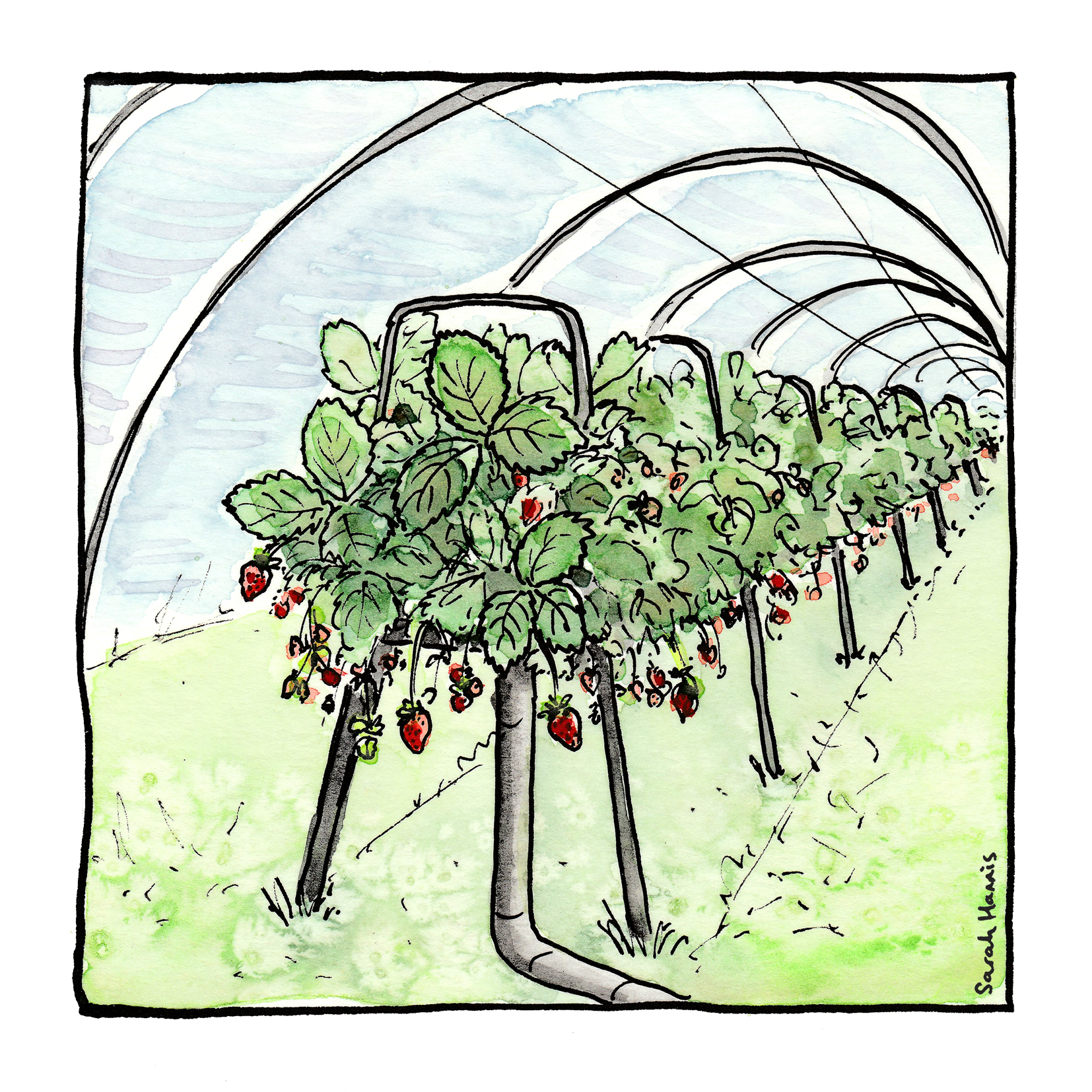Introducing the plants