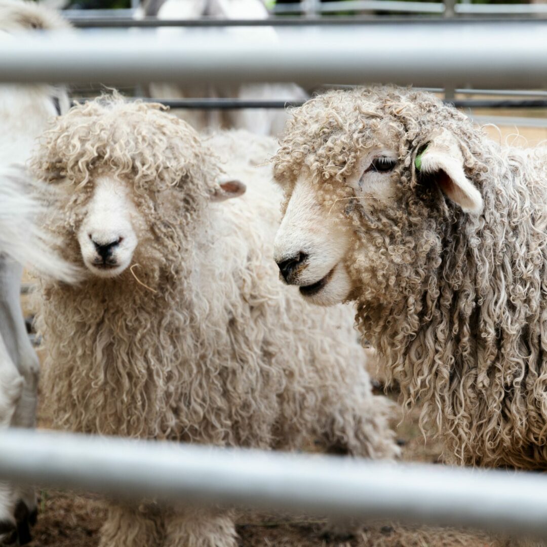 Two sheep in The MERL garden.