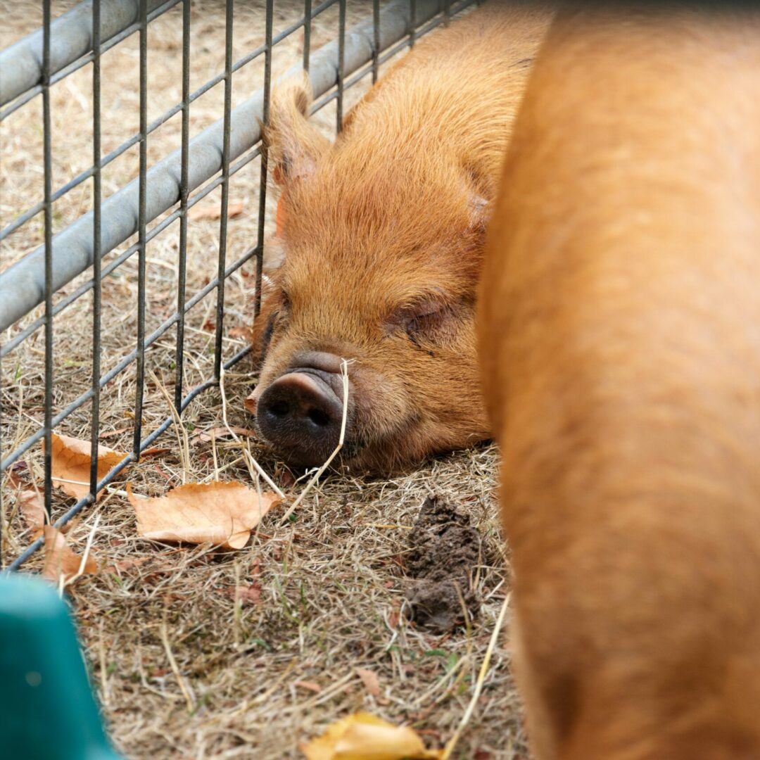 Two pigs in The MERL garden.