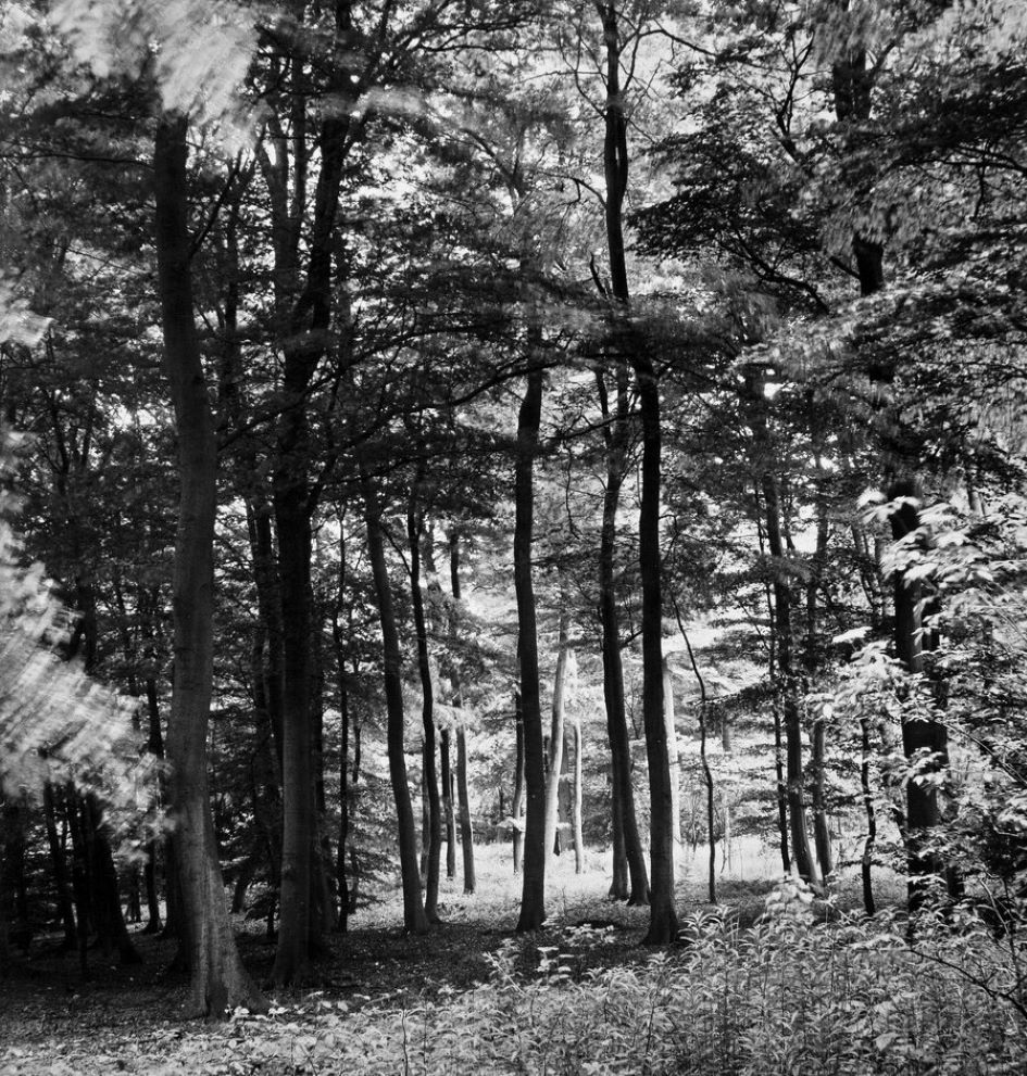 Buckinghamshire woodland