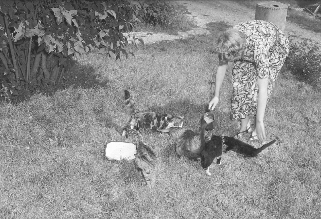 Black and white photo of cats drinking milk on a farm