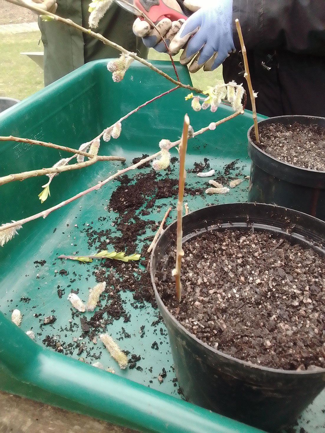 photograph of pots containing compost and cuttings standing in a green tray. Hands in the background holding secateurs