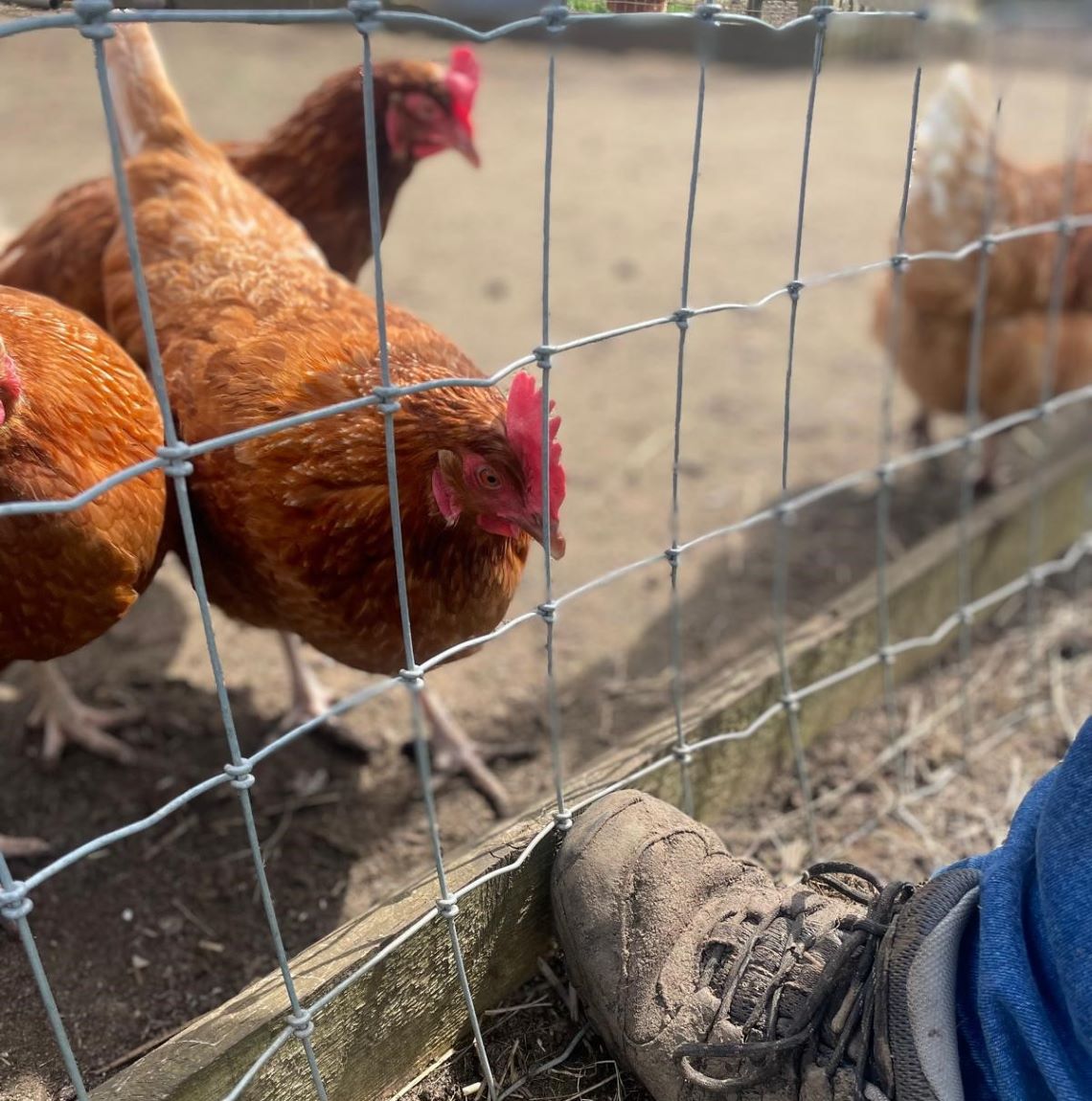 Wire fence with chickens behind
