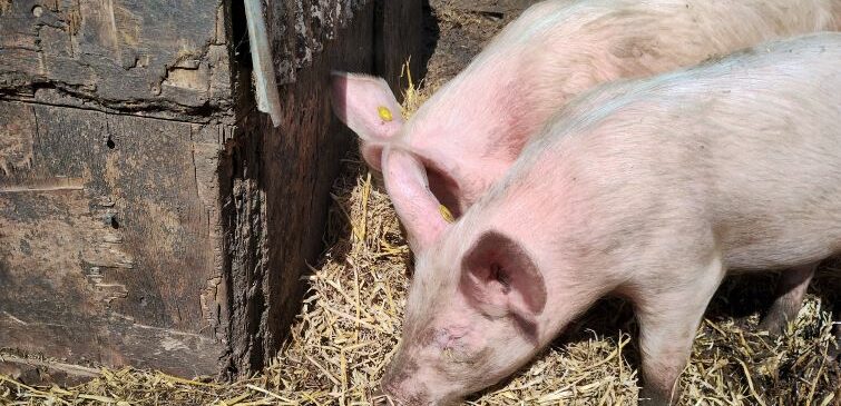 Two pigs at Inclusive Farm